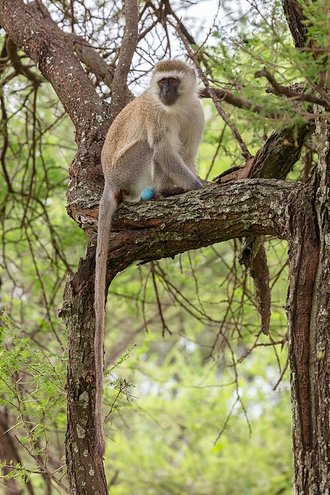 Vervet Monkey (Chlorocebus pygerythrus)