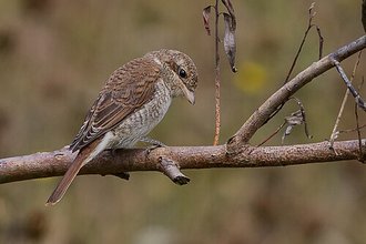 Red-backed Shrike (Lanius collurio)