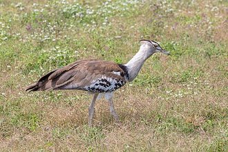 Kori Bustard (Ardeotis kori)