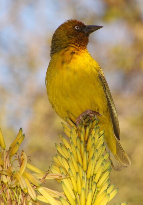 Cape Weaver (Ploceus capensis)