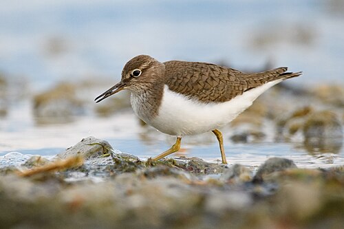 Common Sandpiper (Actitis hypoleucos)
