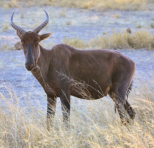 Common Tsessebe (Damaliscus lunatus)