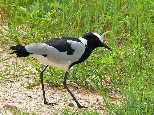 Blacksmith Lapwing (Vanellus armatus)
