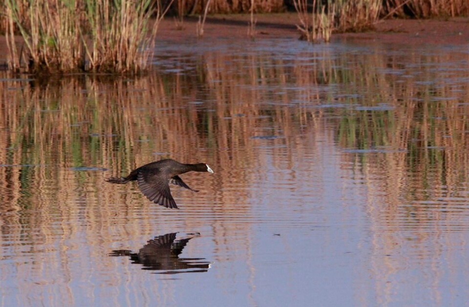 Marievale Bird Sanctuary, Gauteng