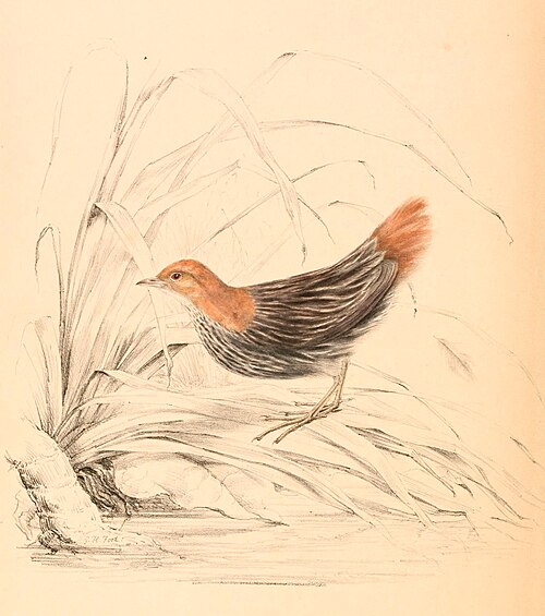 Striped Flufftail (Sarothrura affinis)