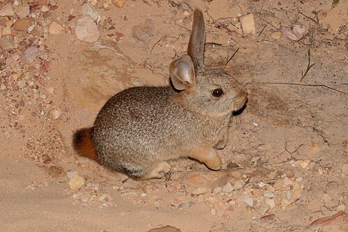 Hewitt's Red Rock Hare (Pronolagus saundersiae)