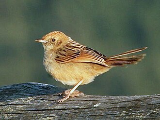 Wailing Cisticola (Cisticola lais)