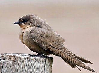 Rock Martin (Ptyonoprogne fuligula)