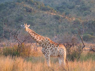 Pilanesberg National Park, North West