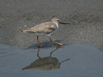Terek Sandpiper (Xenus cinereus)