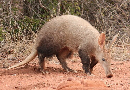 Aardvark (Orycteropus afer)