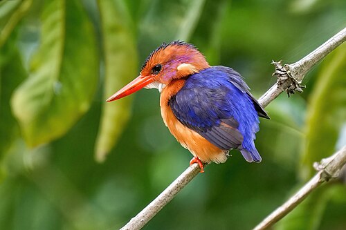African Pygmy Kingfisher (Ispidina picta)