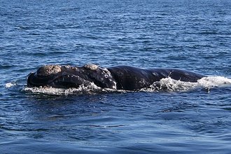 Southern Right Whale (Eubalaena australis)