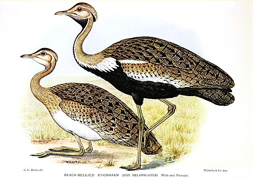 Black-bellied Bustard (Lissotis melanogaster)