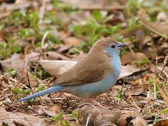 Blue Waxbill (Uraeginthus angolensis)
