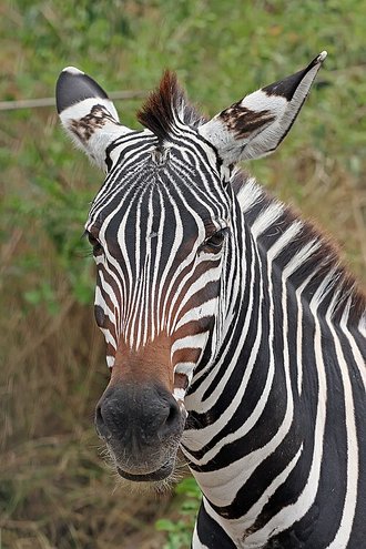 Plains Zebra (Equus quagga)