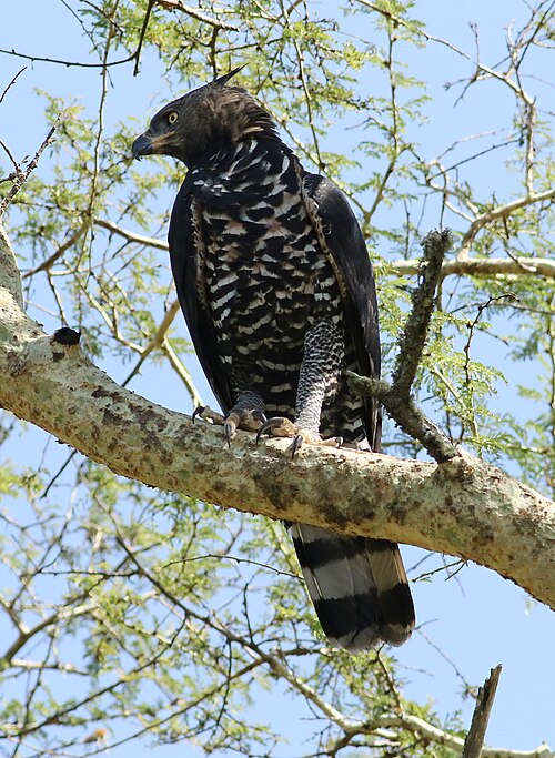 Crowned Eagle (Stephanoaetus coronatus)