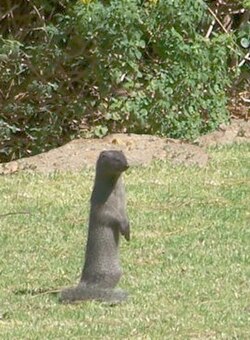 Cape Gray Mongoose (Galerella pulverulenta)