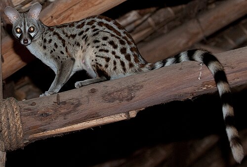 Common Genet (Genetta genetta)