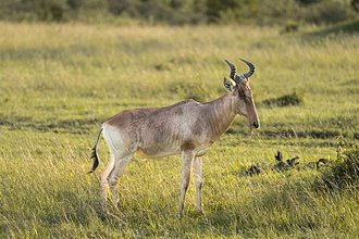 Hartebeest (Alcelaphus buselaphus)