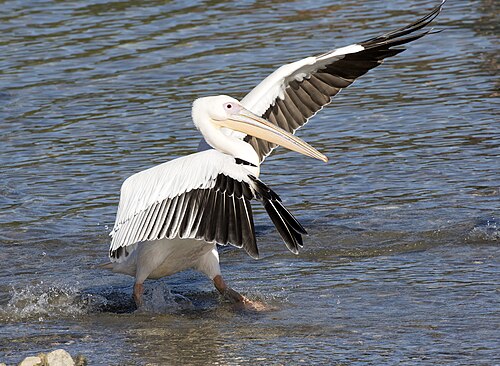 Great White Pelican (Pelecanus onocrotalus)