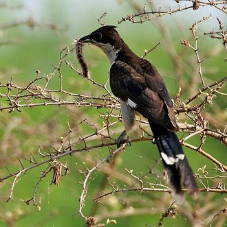 Jacobin Cuckoo (Clamator jacobinus)