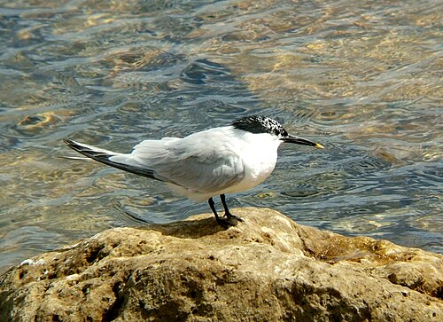Sandwich Tern (Thalasseus sandvicensis)