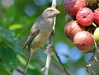 Streaky-headed Seedeater (Crithagra gularis)