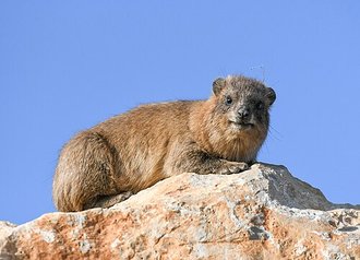 Rock Hyrax (Procavia capensis)