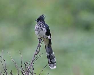 Levaillant's Cuckoo (Clamator levaillantii)