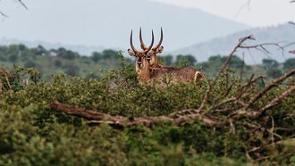 Pongola Game Reserve, KwaZulu-Natal