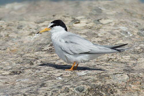 Little Tern (Sternula albifrons)
