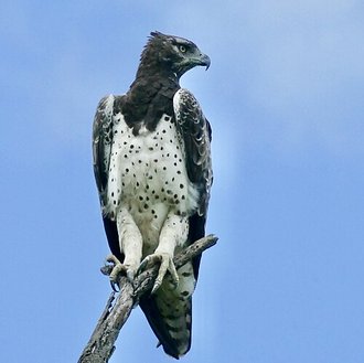 Martial Eagle (Polemaetus bellicosus)