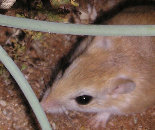 Paeba Hairy-footed Gerbil (Gerbillurus paeba)