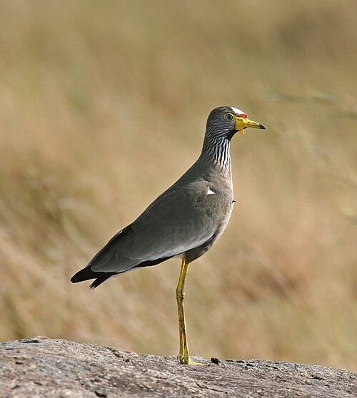 African Wattled Lapwing (Vanellus senegallus)