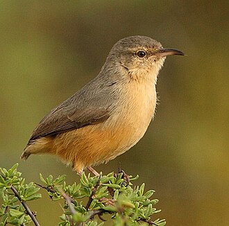 Long-billed Crombec (Sylvietta rufescens)