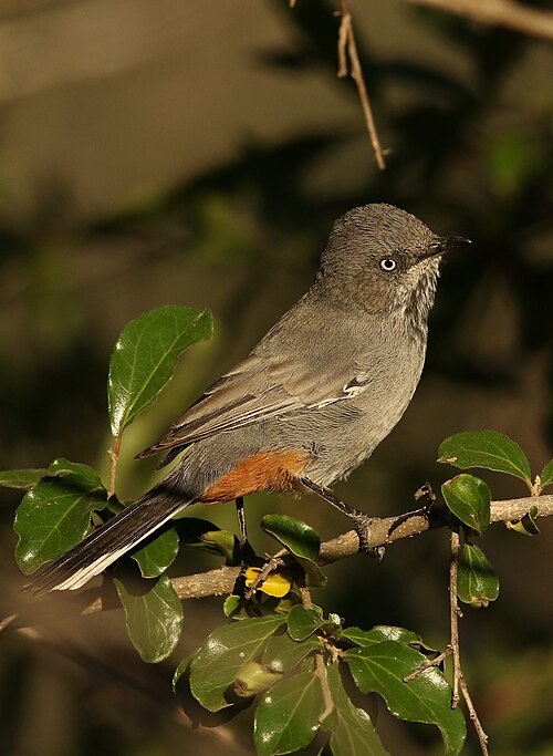 Chestnut-vented Warbler (Curruca subcoerulea)