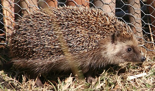 Southern African Hedgehog (Atelerix frontalis)