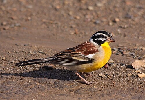 Golden-breasted Bunting (Emberiza flaviventris)
