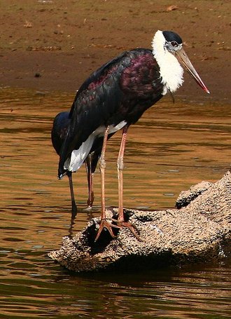 Woolly-necked Stork (Ciconia episcopus)