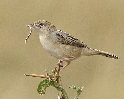 Desert Cisticola (Cisticola aridulus)