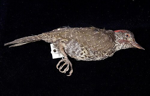 Knysna Woodpecker (Campethera notata)