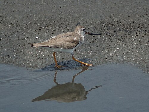 Terek Sandpiper (Xenus cinereus)