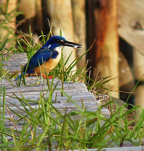 Half-collared Kingfisher (Alcedo semitorquata)