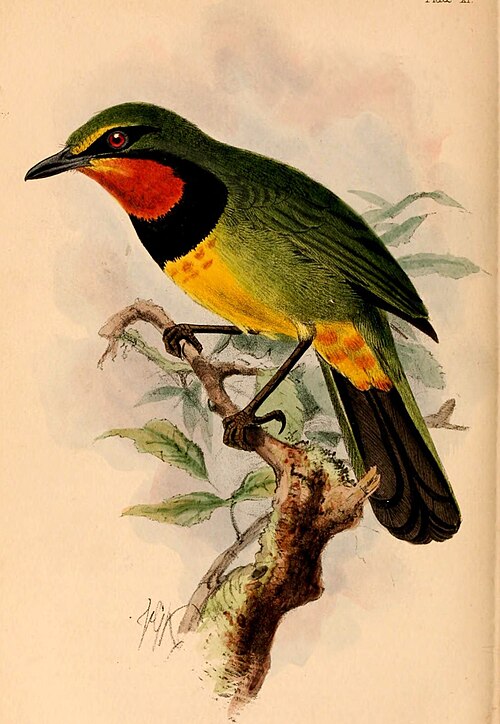 Gorgeous Bushshrike (Telophorus viridis)