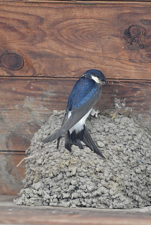 House Martin (Delichon urbicum)