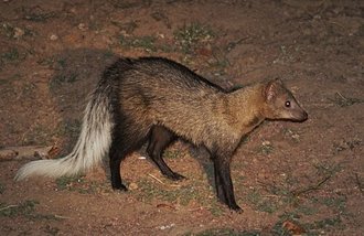 White-tailed Mongoose (Ichneumia albicauda)