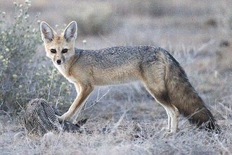 Cape Fox (Vulpes chama)