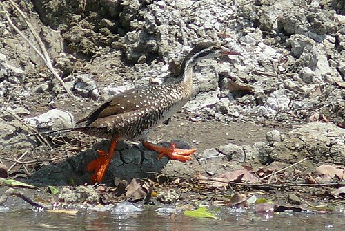 African Finfoot (Podica senegalensis)