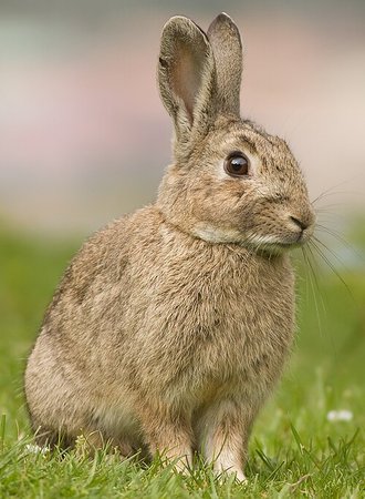 European Rabbit (Oryctolagus cuniculus)